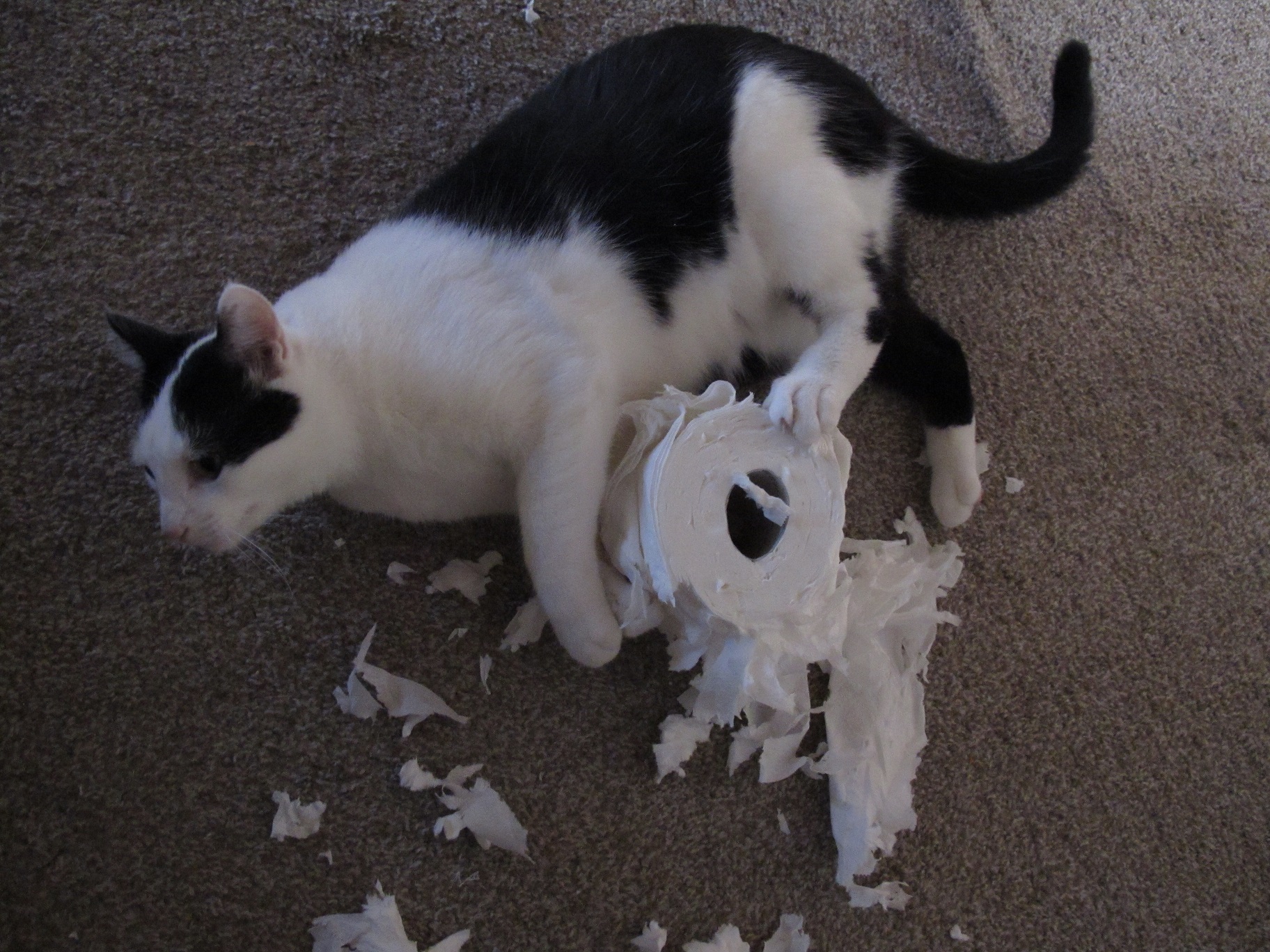 And I even laugh when bad things happen. TB found a roll of toilet paper and had a ball! I let him go while I took pictures and that was the last time TP was in his reach.