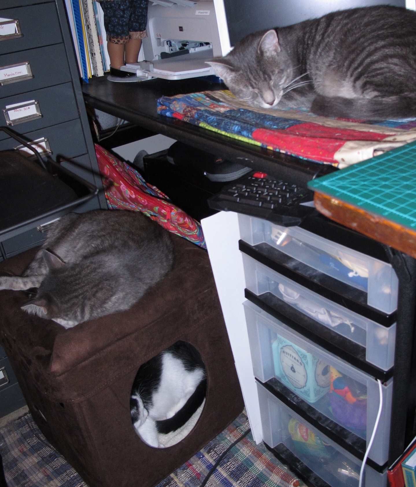 Everyone has been hanging pretty close. Earl up on top of the desk, TB in his cubby and Grey on top of the cubby, just in case TB might want to play.