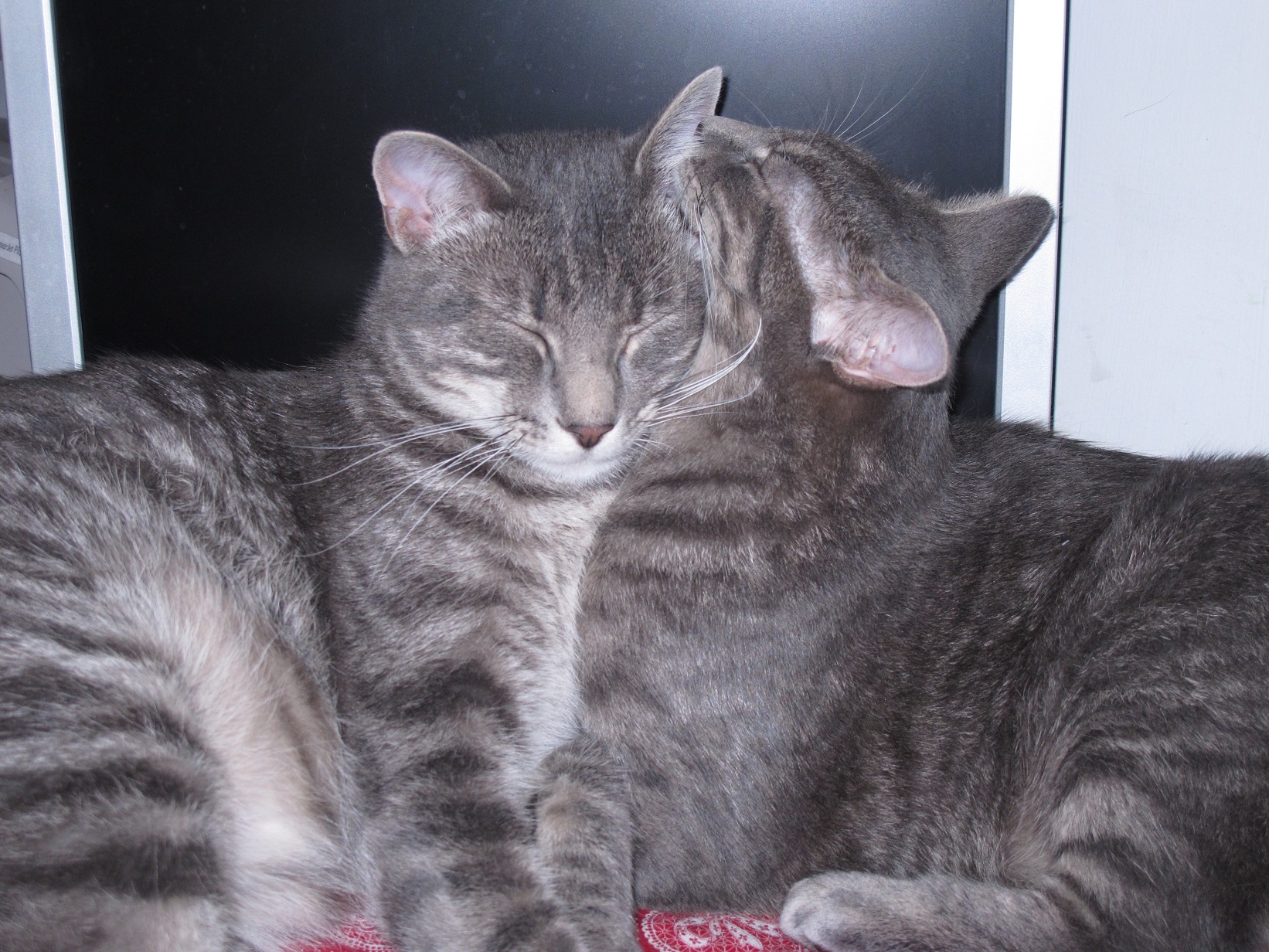 These two. So much love. Earl on the left. Grey on the right. They're pretty certain they are smarter than me. 